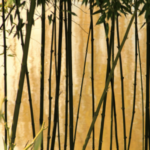 Kunst bamboe