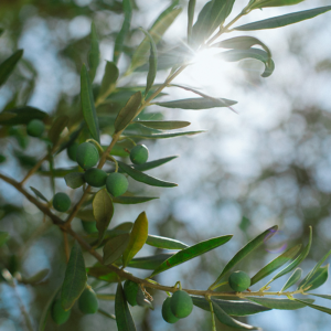 Kunst olijfboom